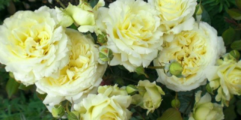 Lezecká růže elf (elf): popis a fotografie, recenze